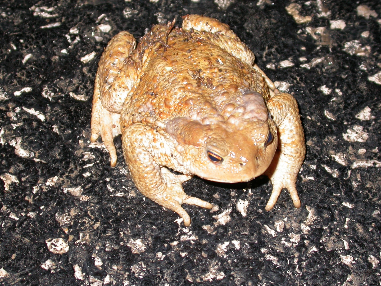 Siğilli Kurbağa - Bufo bufo