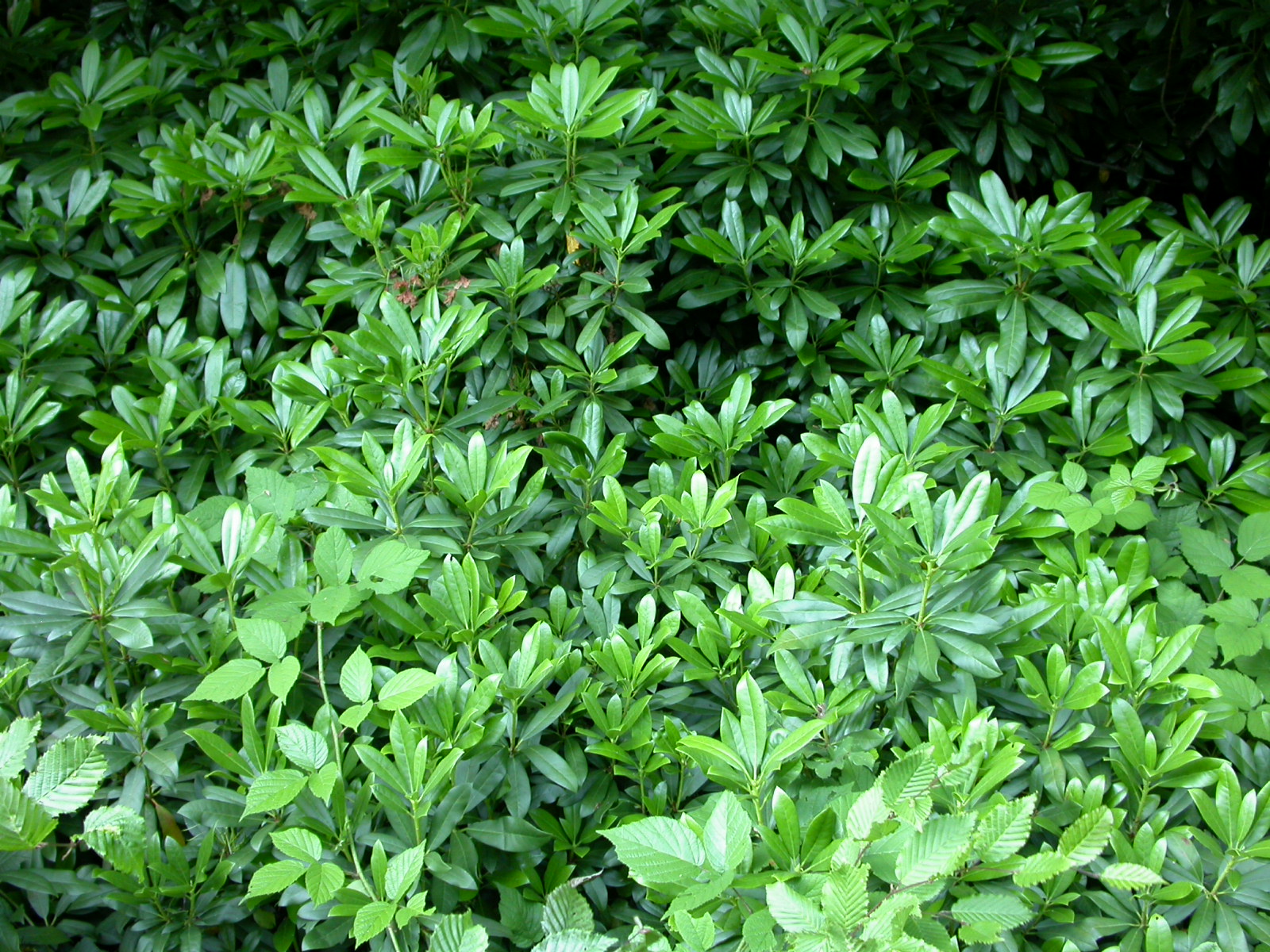Orman iplikçiği - Galium odoratum
