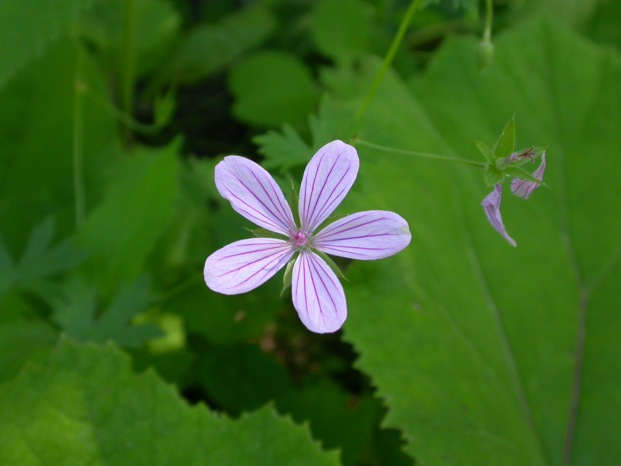 Yaramerhemi - Geranium asphodeloides
