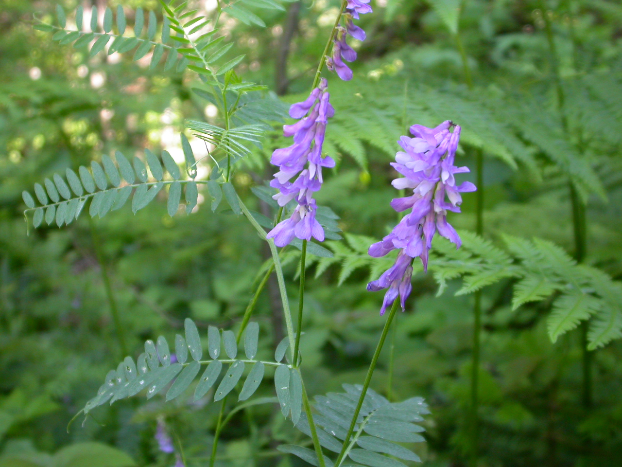 Tüylü fiğ - Vicia villosa