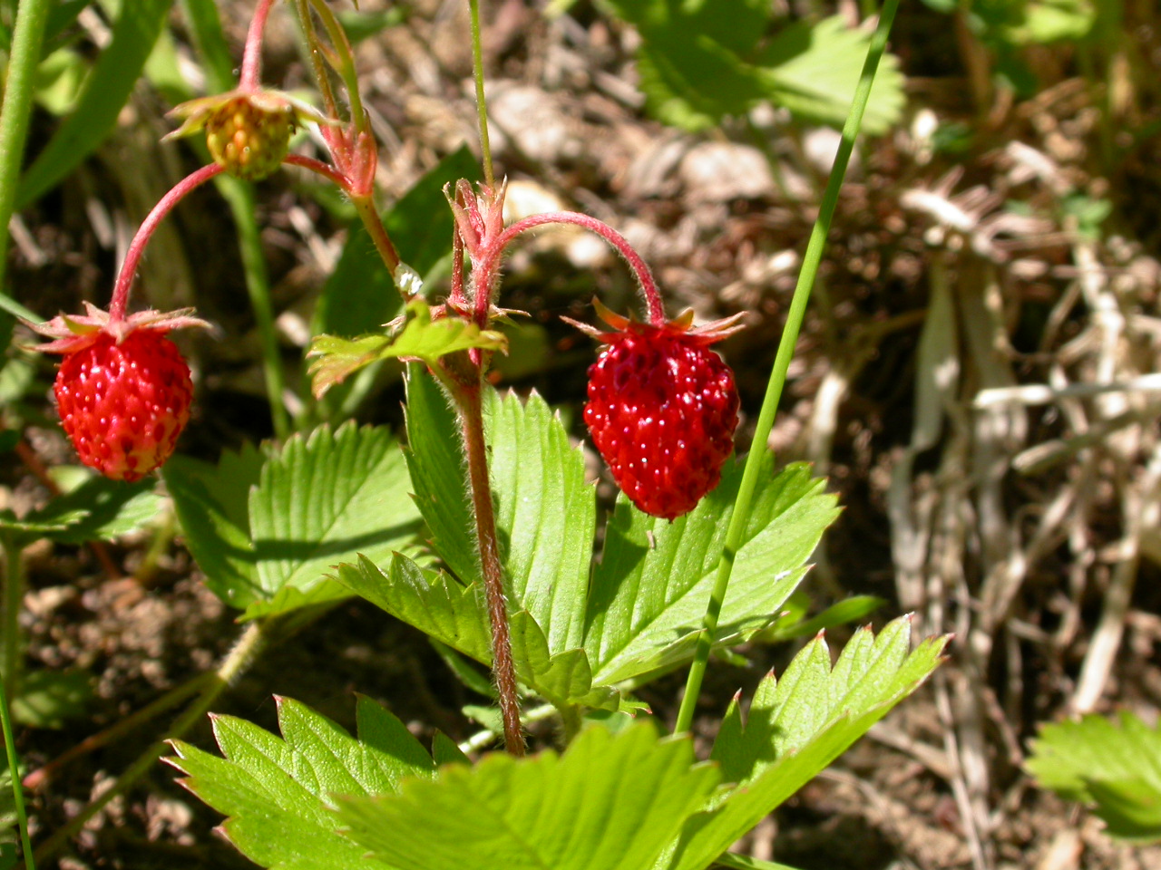Dağ Çileği - Fragaria vesca