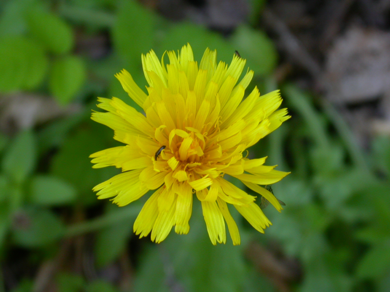 Kese Kıskısı - Crepis vesicaria