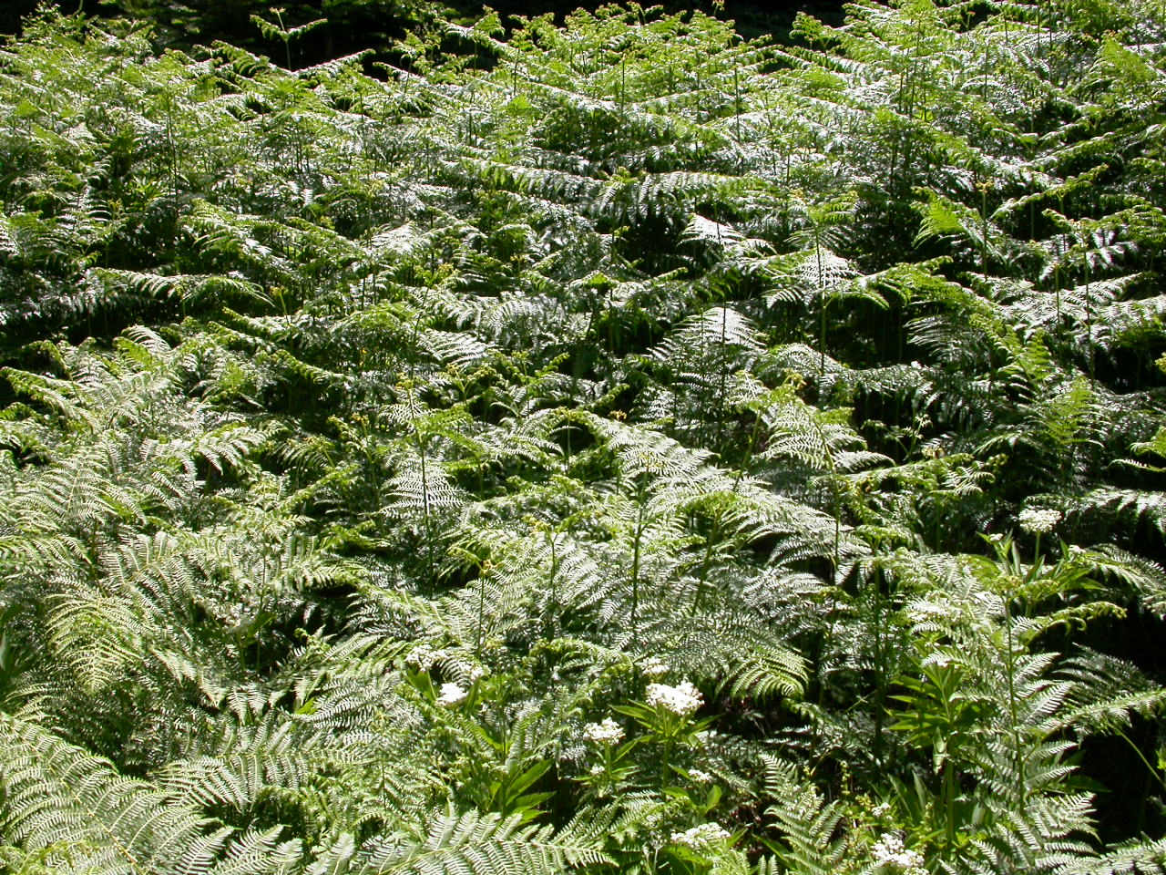 Eğrelti otu - Pteridophyta