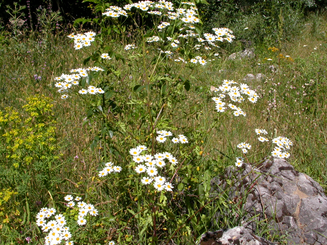 Alman papatyası - Matricaria chamomilla