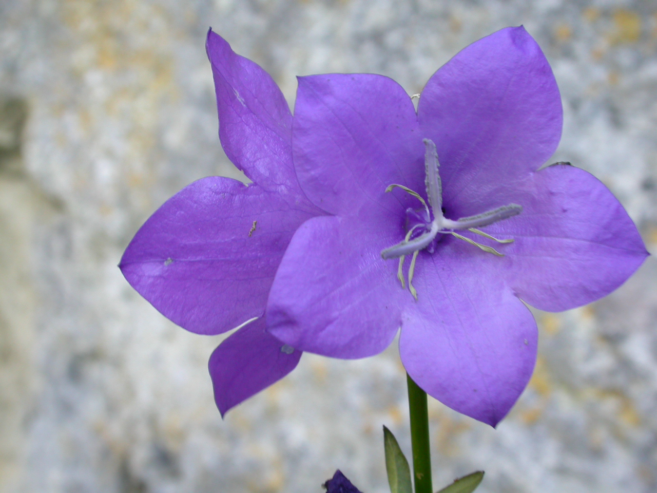 Zarif çıngırak - Campanula persicifolia