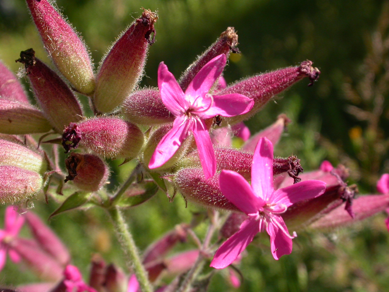 Yatık sabunotu - Saponaria prostrata