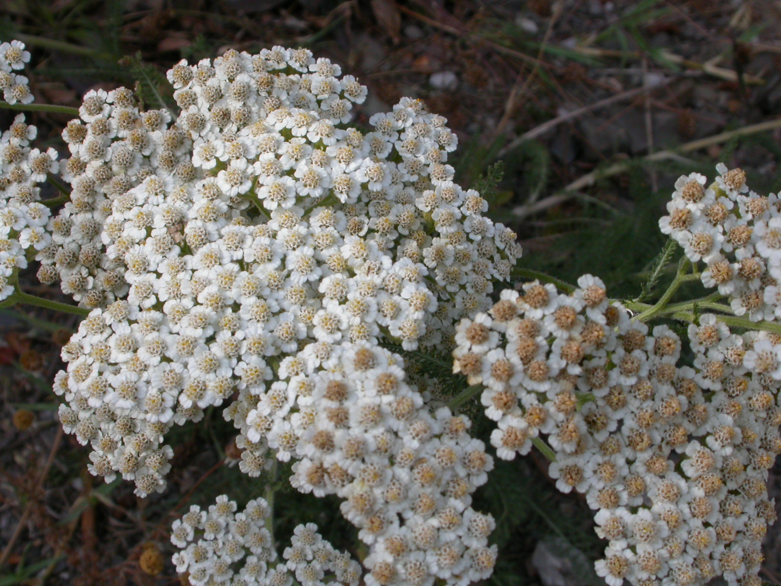 Civan perçemi - Achillea millefolium