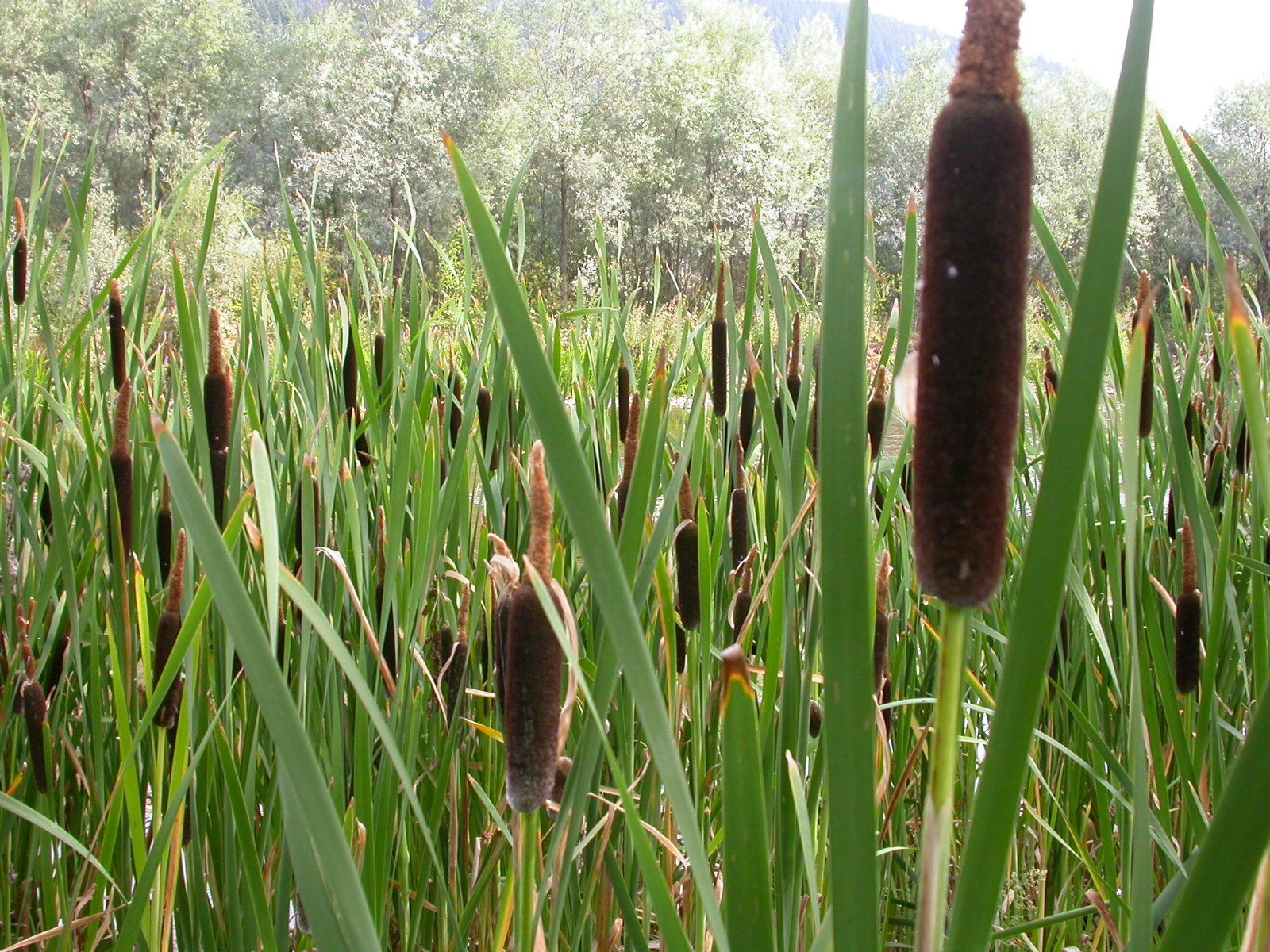 Cil, Hasır otu - Typha latifolia