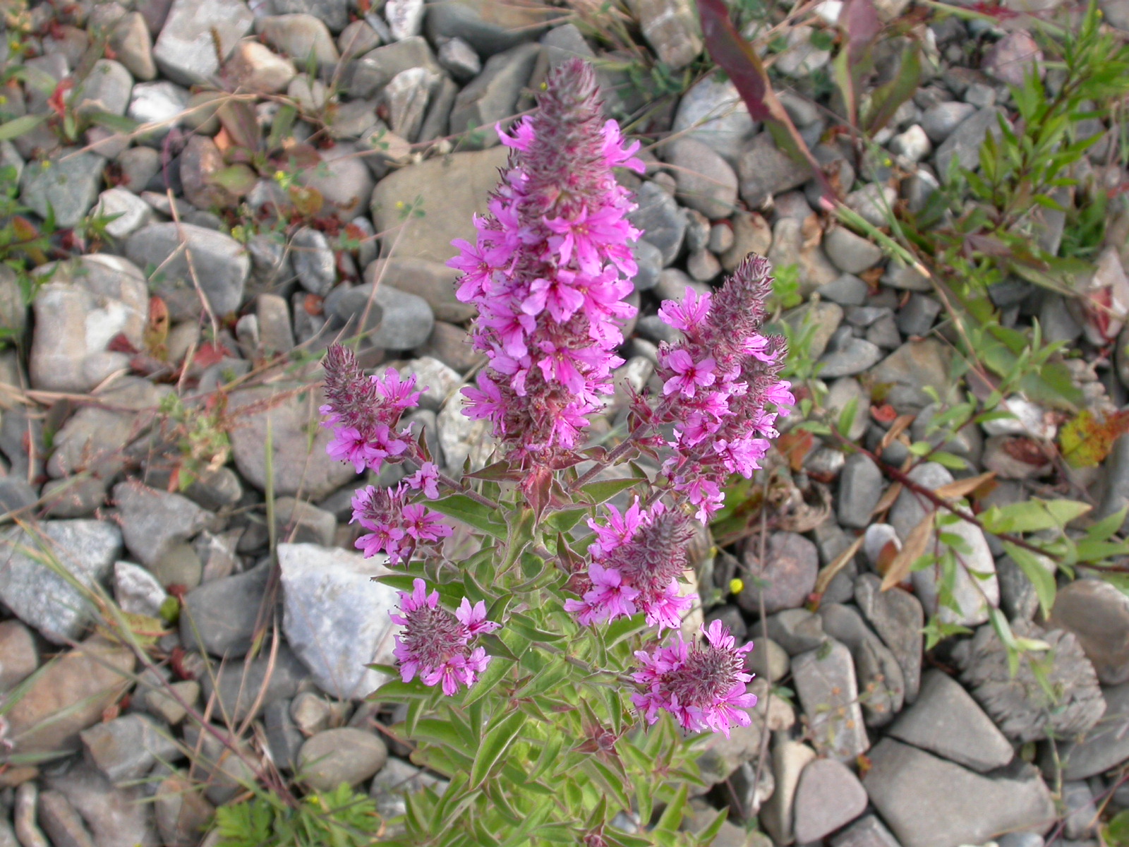 Hevhulma - Lythrum salicaria