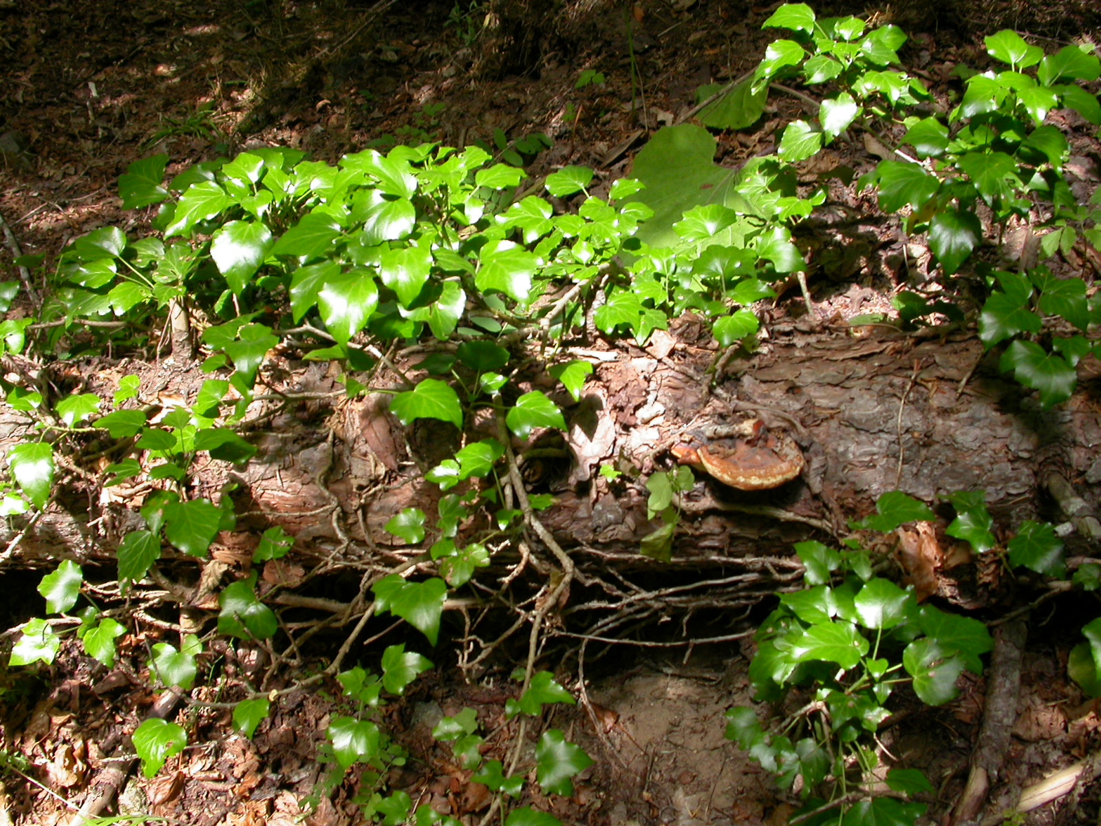 Duvar sarmaşığı - Hedera helix