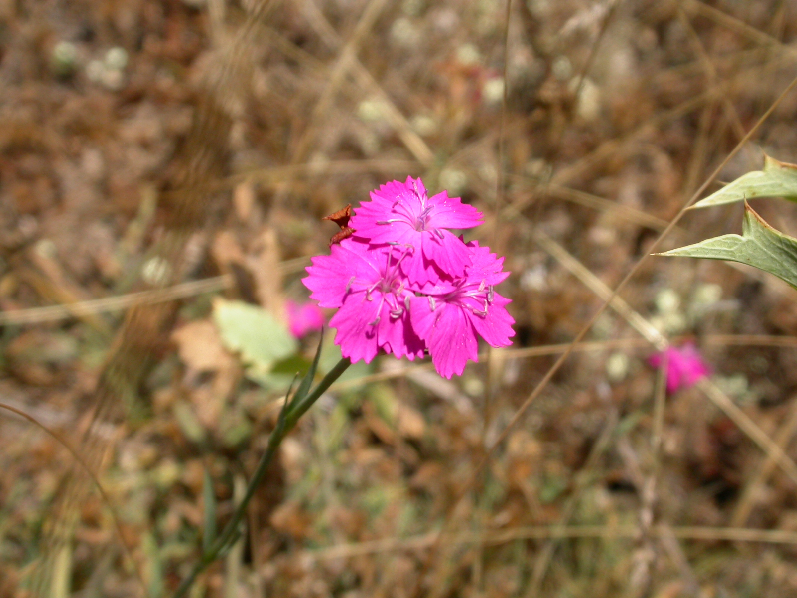 Dağ Karanfili - Dianthus carthusianorum L.