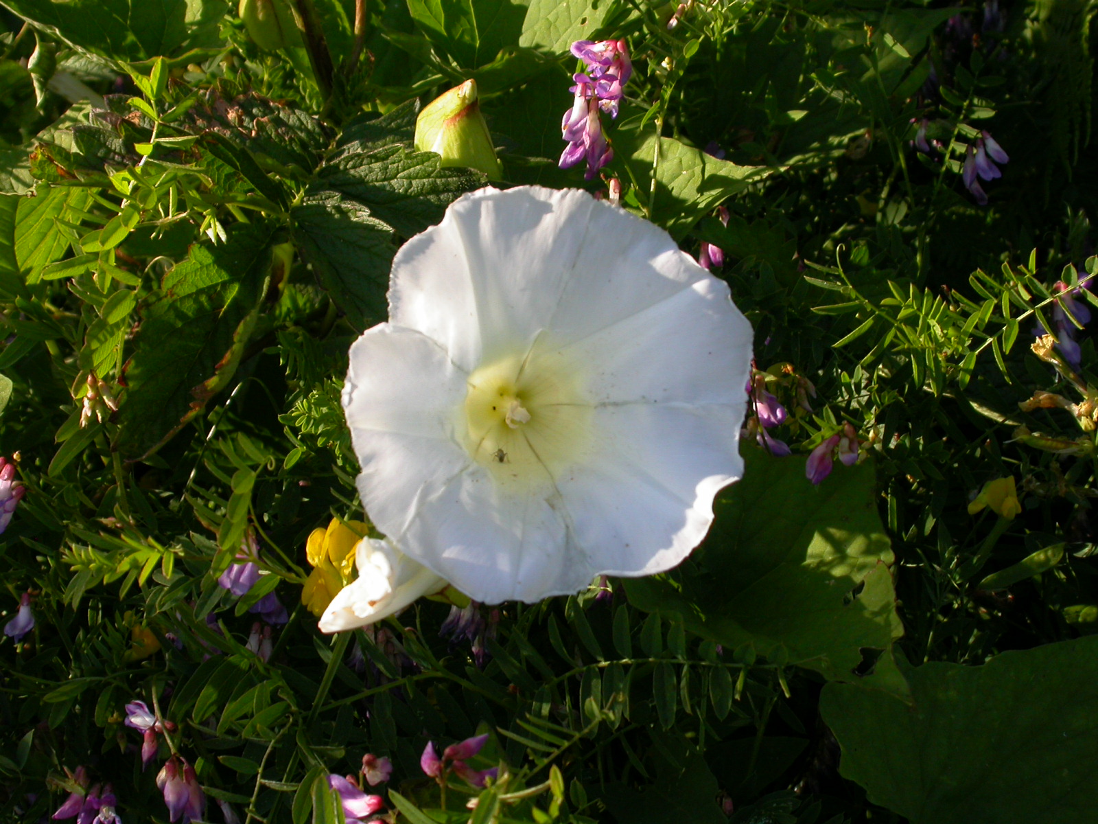 Tarla Sarmaşığı - Convolvulus arvensis L.