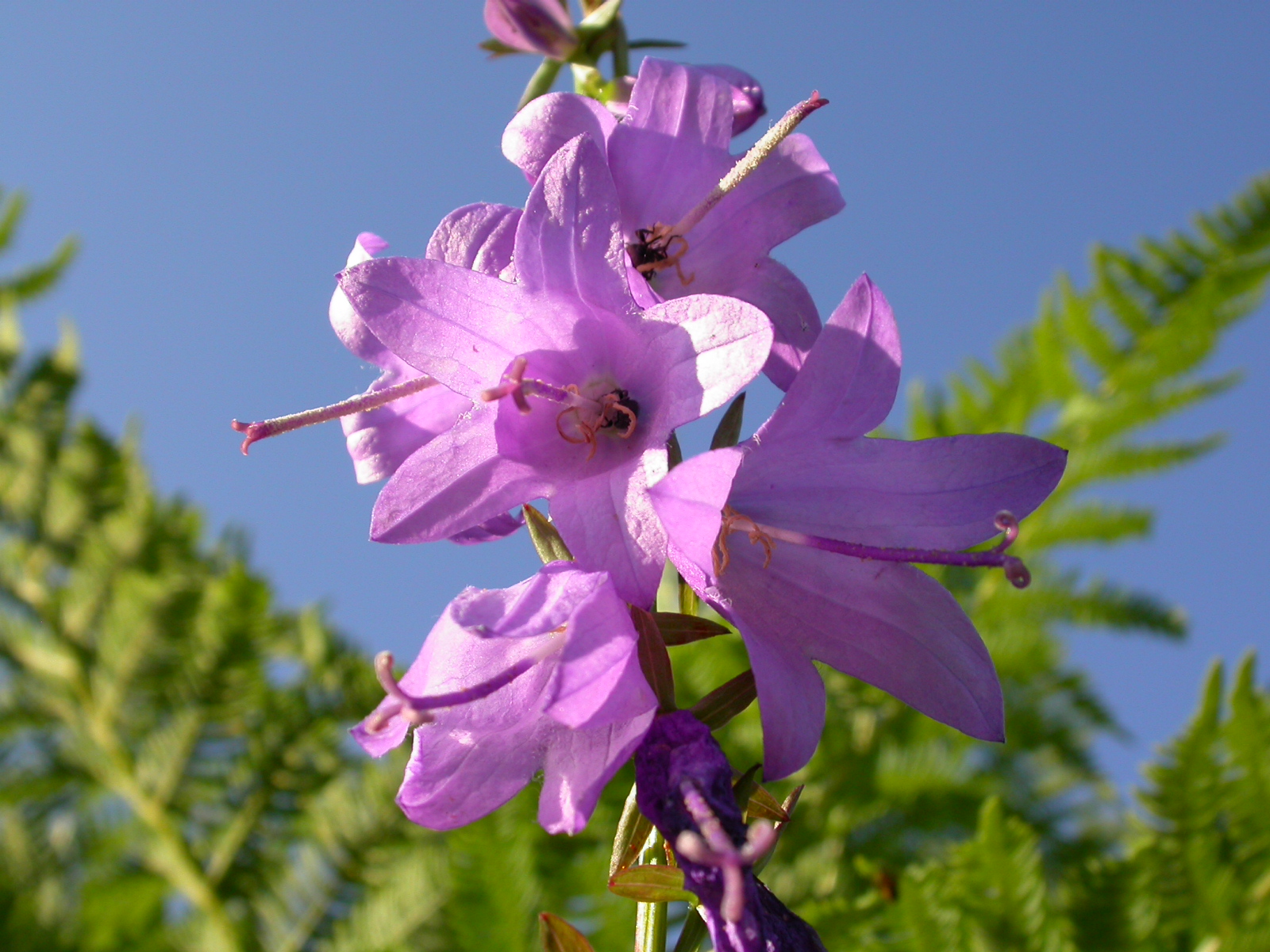 Mahya Çanı - Campanula sp.