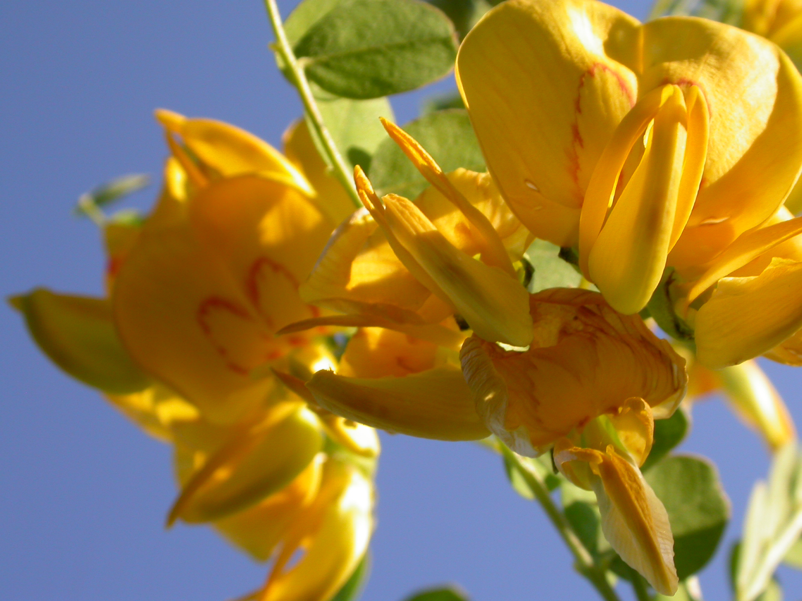 Yabani Sinameki, Patlangaç - Colutea cilicica