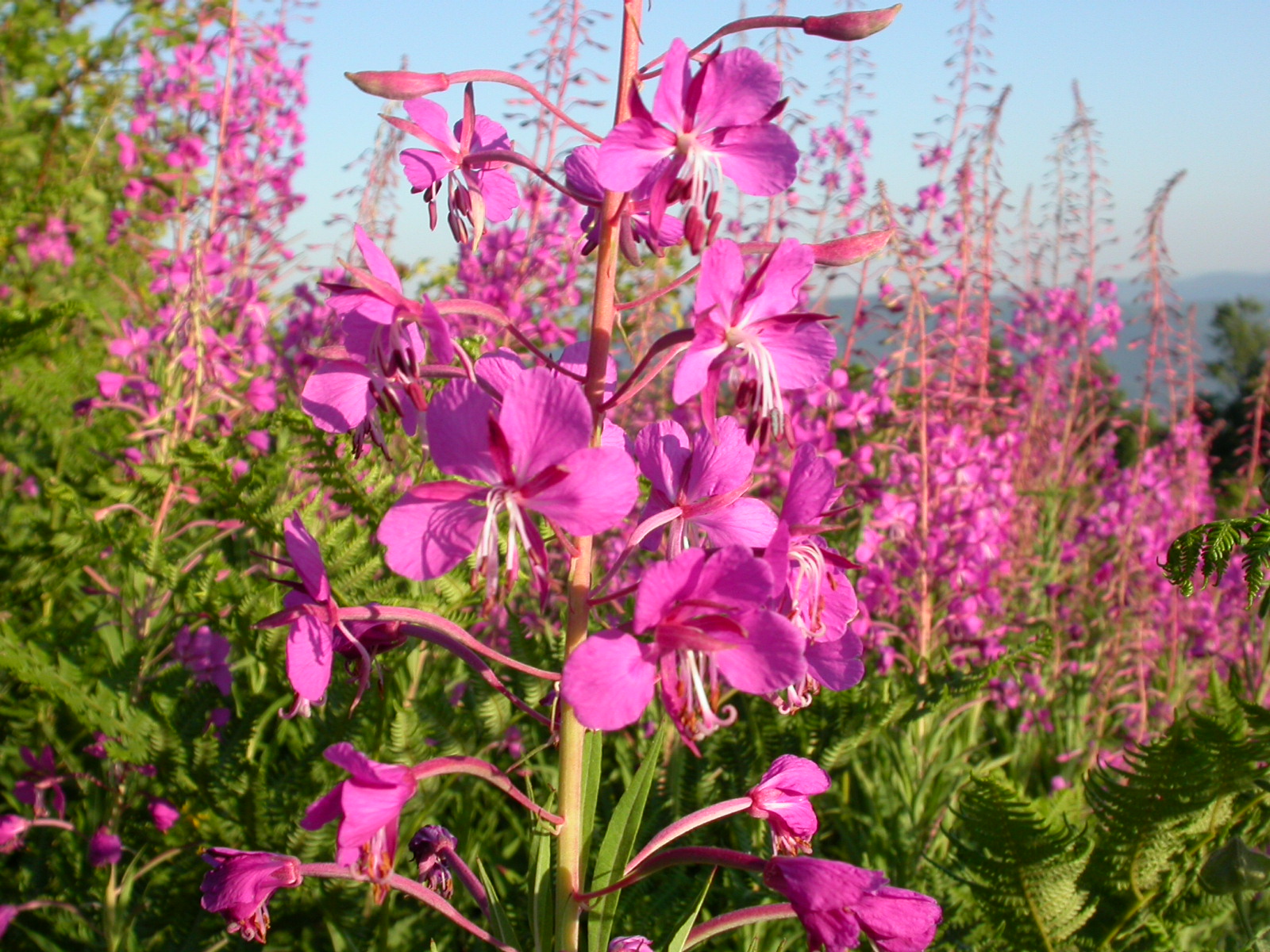 Yakıotu - Chamerion - Epilobium angustifolium