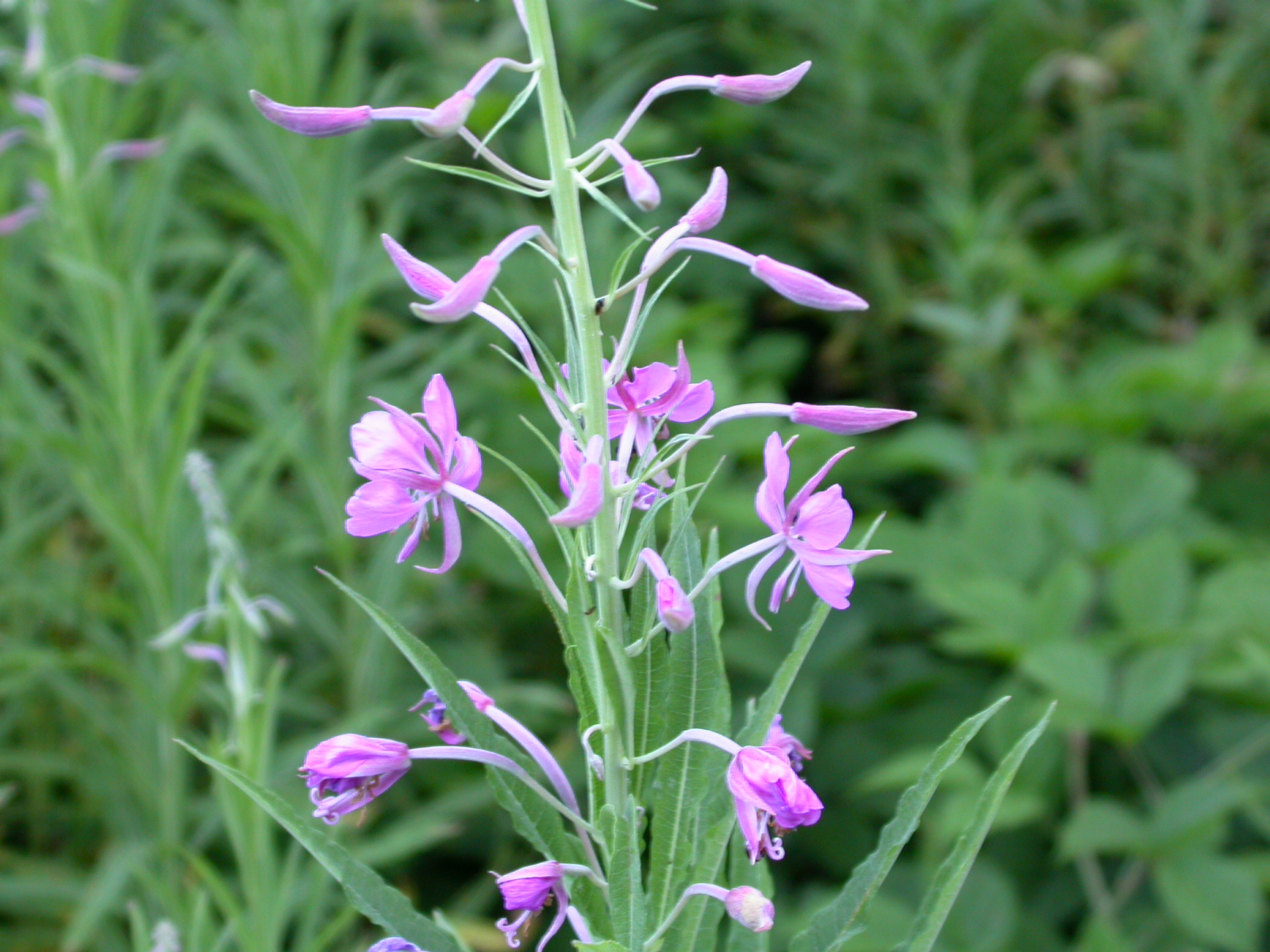 Yakıotu - Chamerion - Epilobium angustifolium