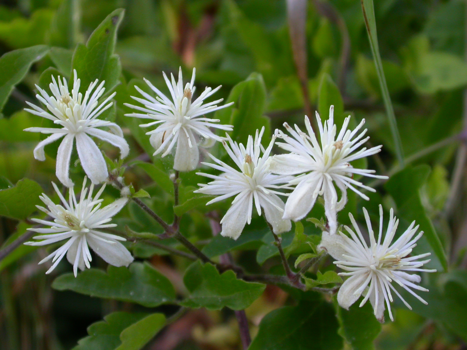 Akasma Clematis Vitalba