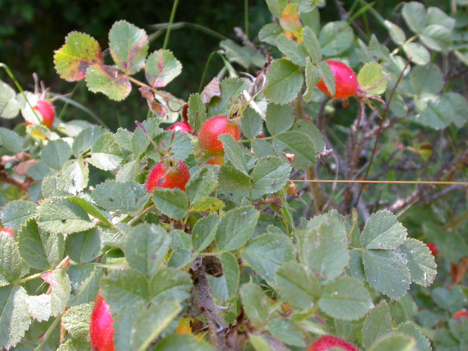 Kuşburnu - Rosa canina