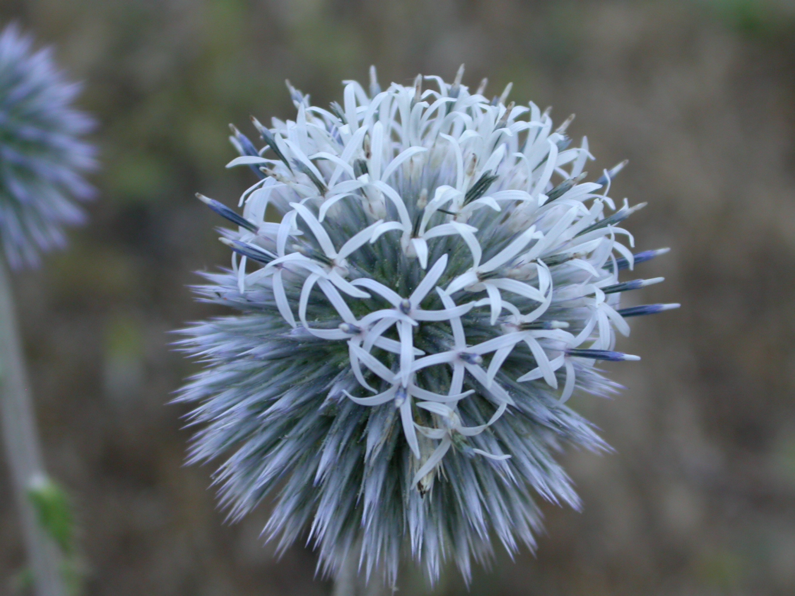 Şeytanarabası - Echinops sphaerocephalus