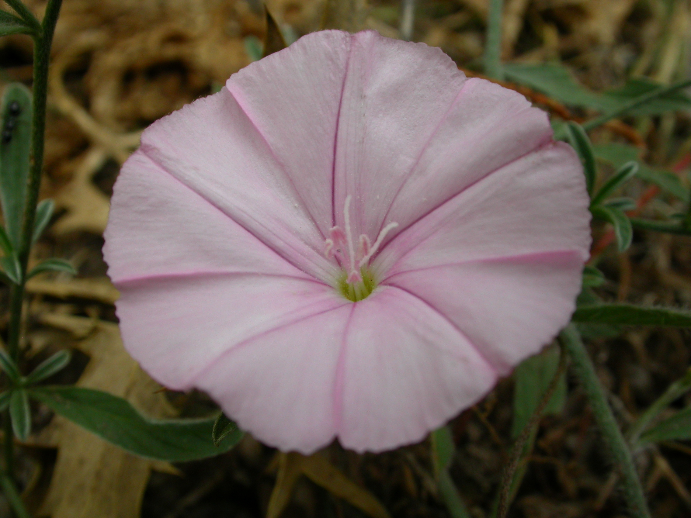 Tarla Sarmaşığı - Convolvulus arvensis L.