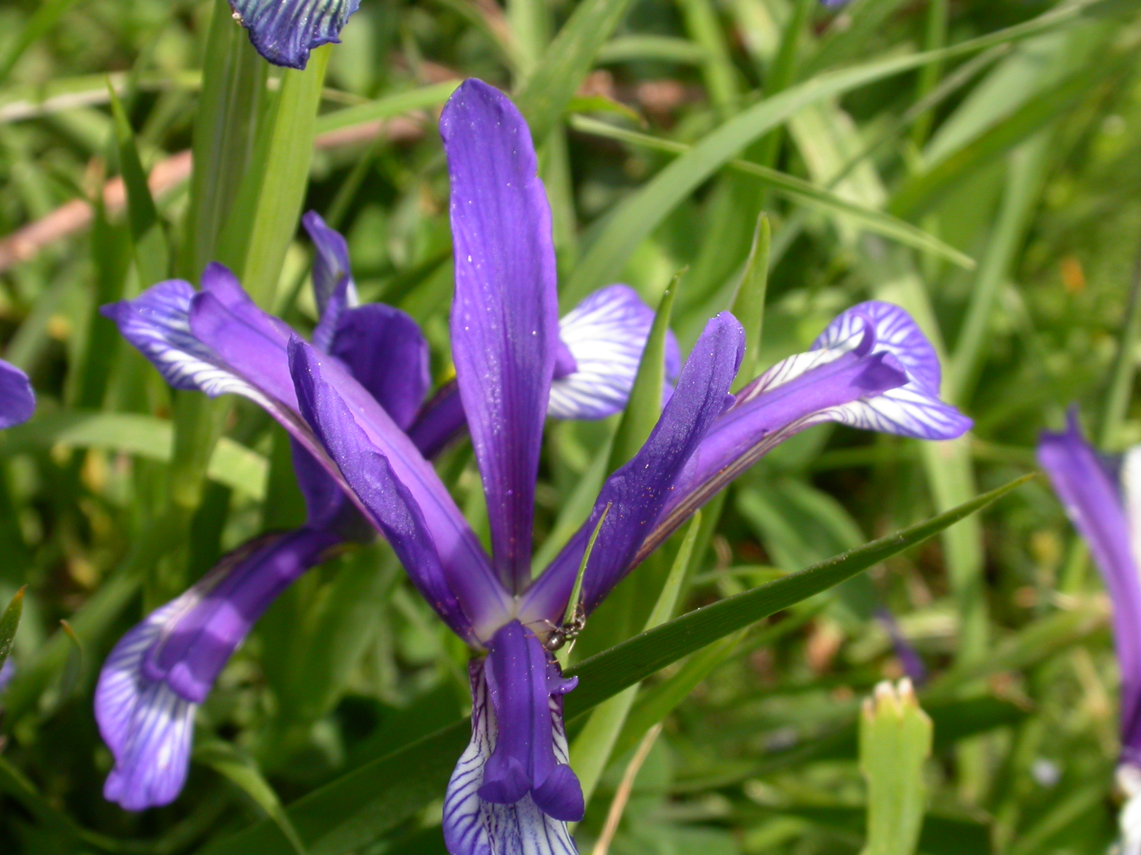 Süsen - Iris sintenisii