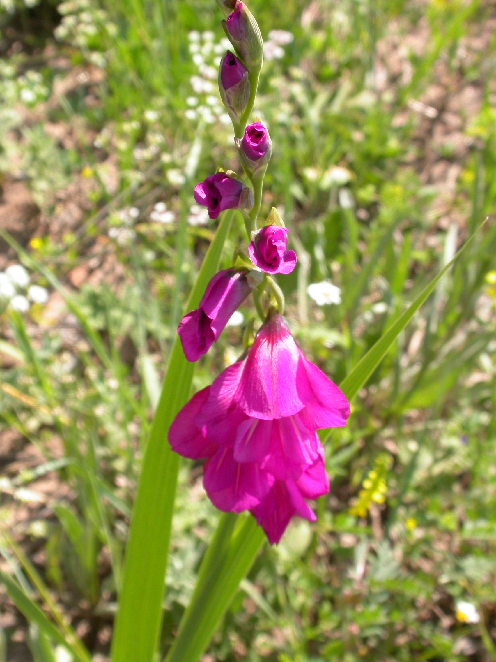 Glayöl, Kılıç çiçeği - Gladiolus byzantinus