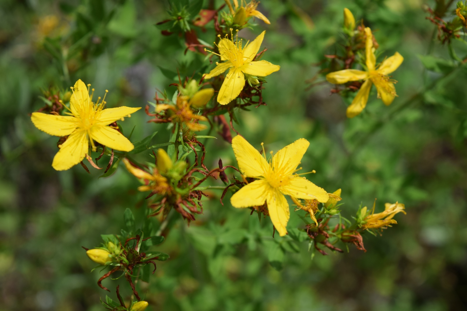 Sarı Kantoron - Hypericum perforatum