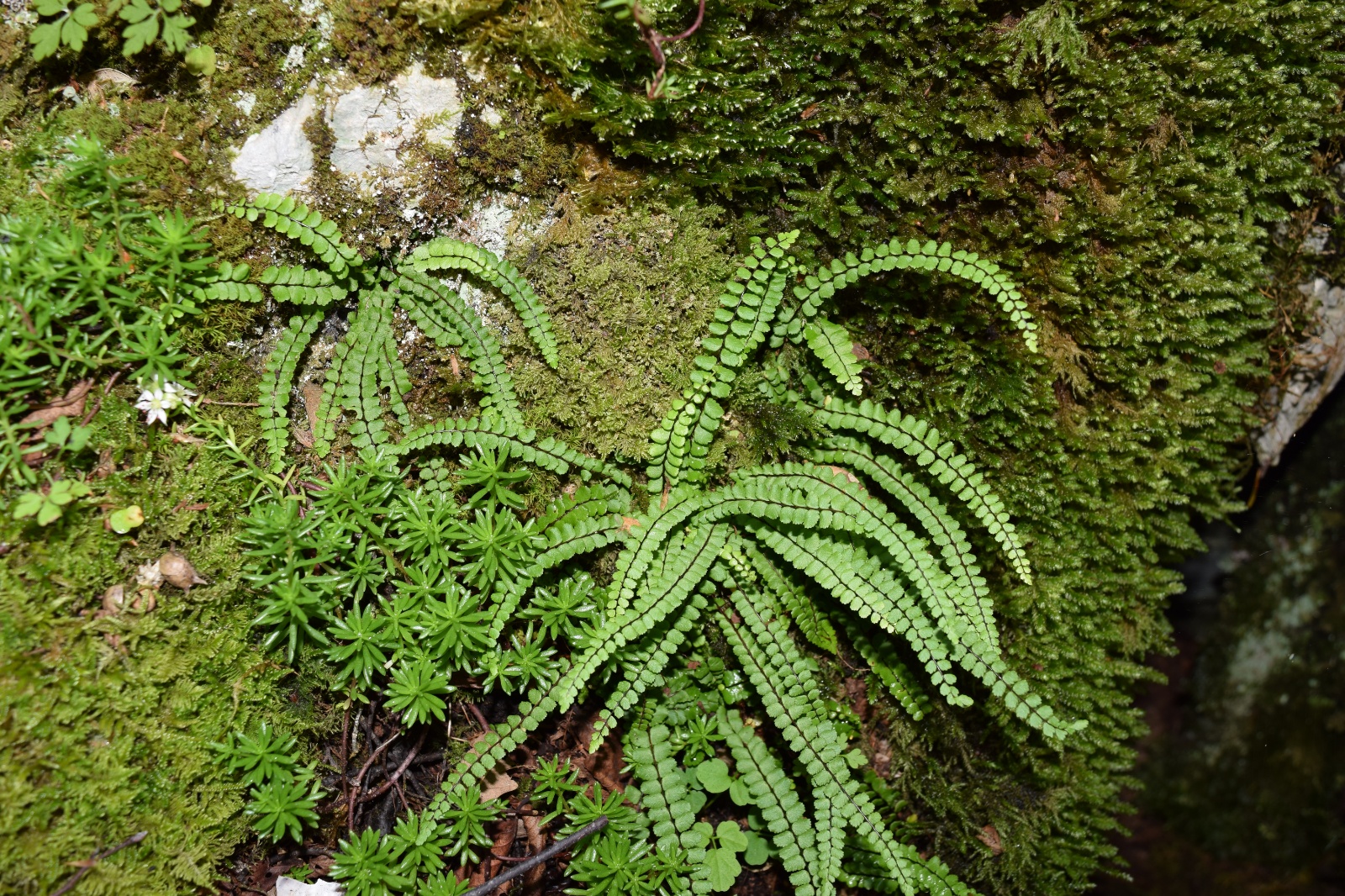 Saçak Otu - Asplenium trichomanes