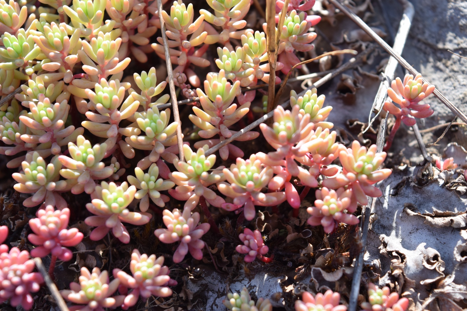 Kayakoruğu - Sedum spp