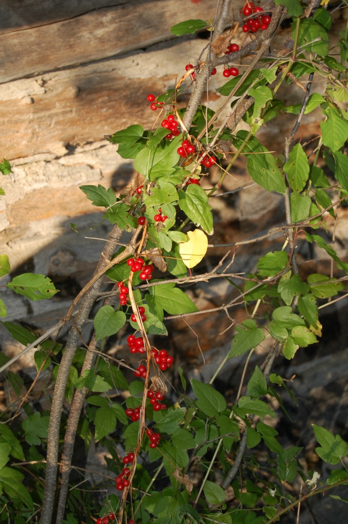 Gilaburu - Viburnum opulus