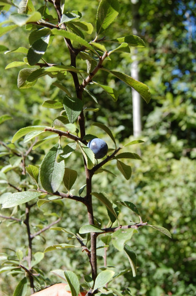 Yaban Eriği  - Prunus sp.