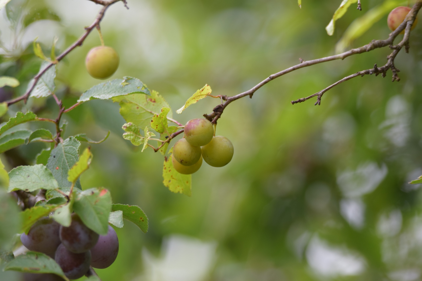 Yaban Eriği - Prunus divaricata