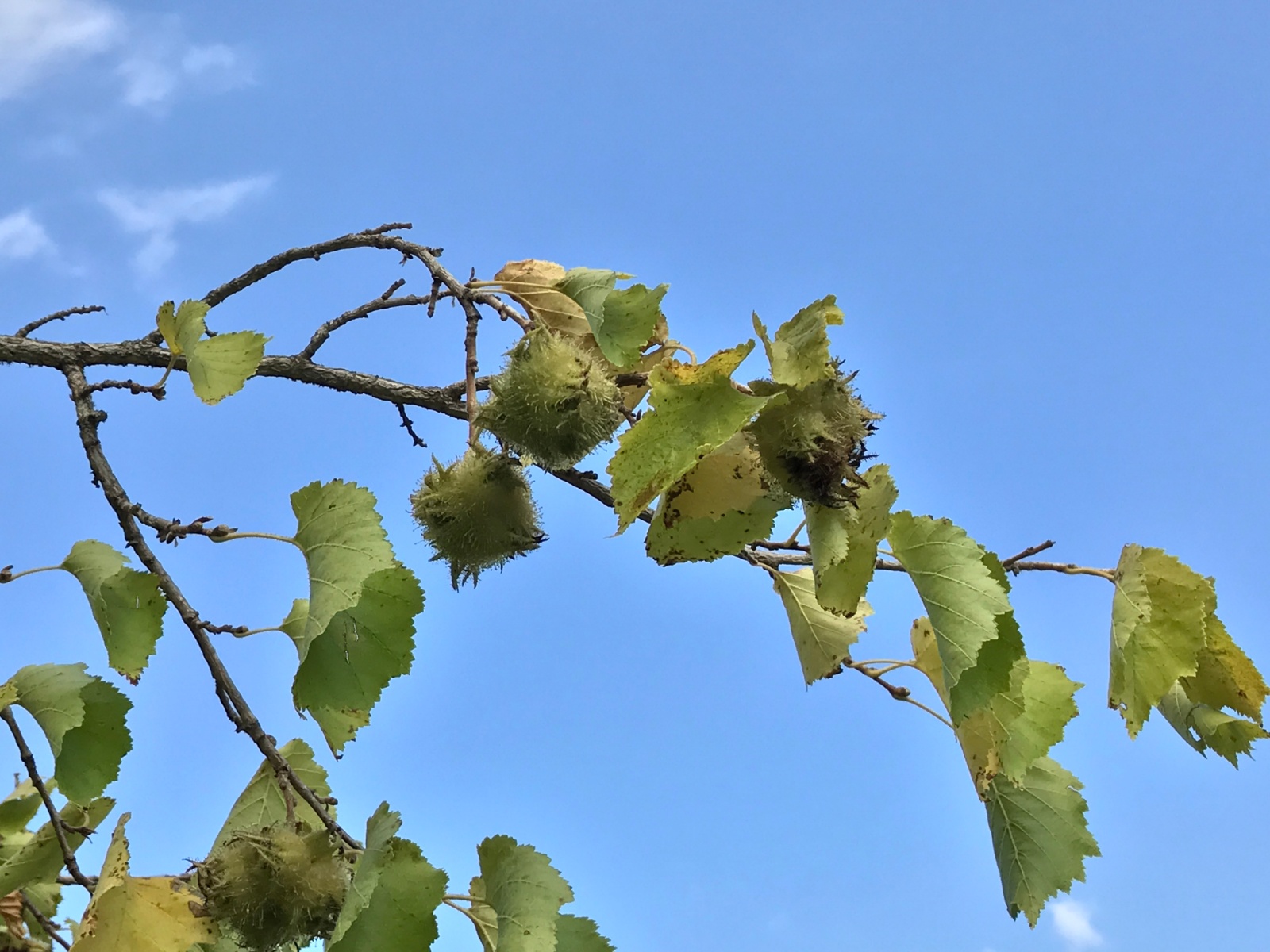 Türk Fındığı - Corylus colurna