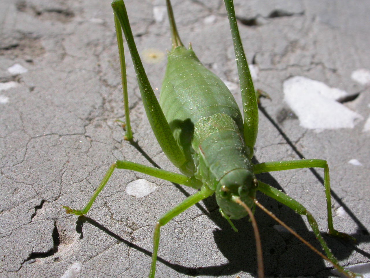 Yeşil Çekirge - Tettigonia viridissima