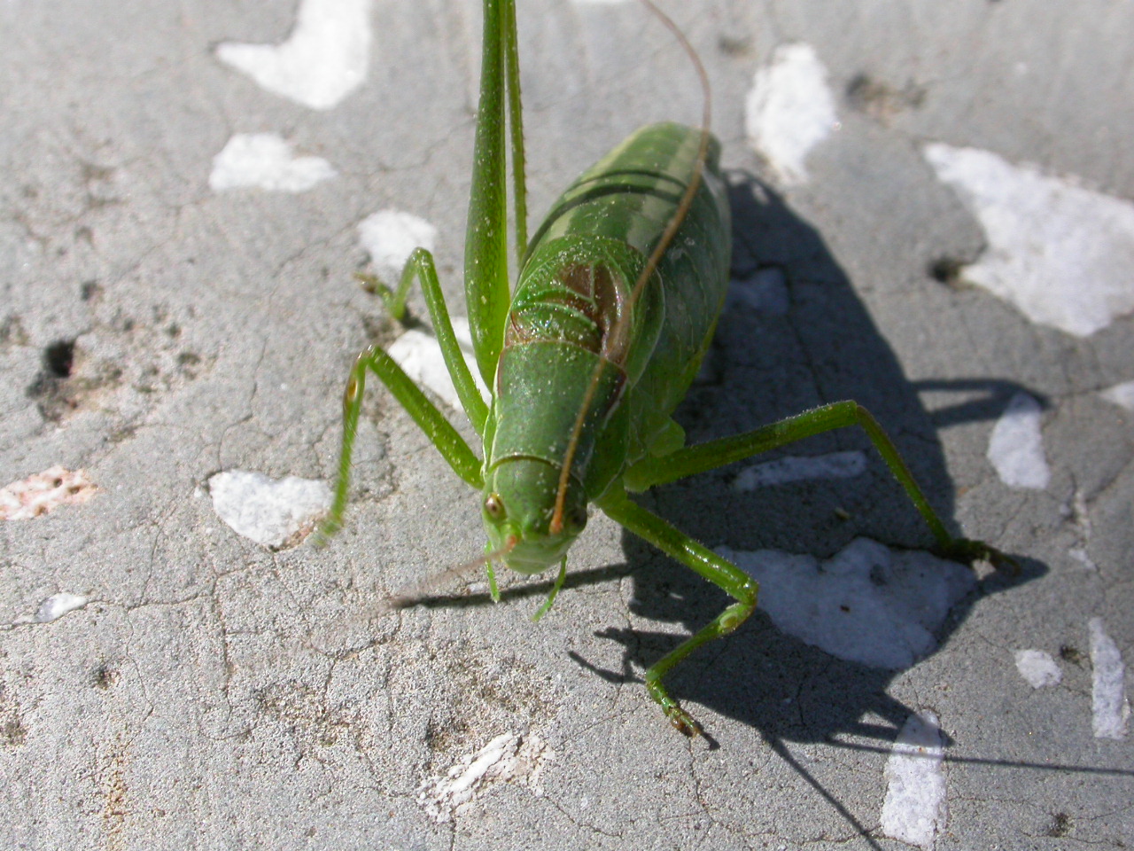 Yeşil Çekirge - Tettigonia viridissima