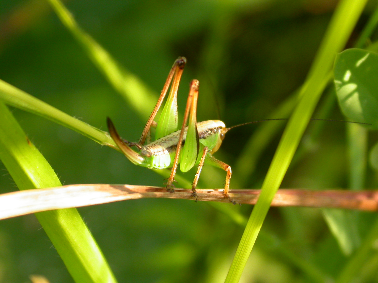 Yeşil Çekirge - Tettigonia viridissima