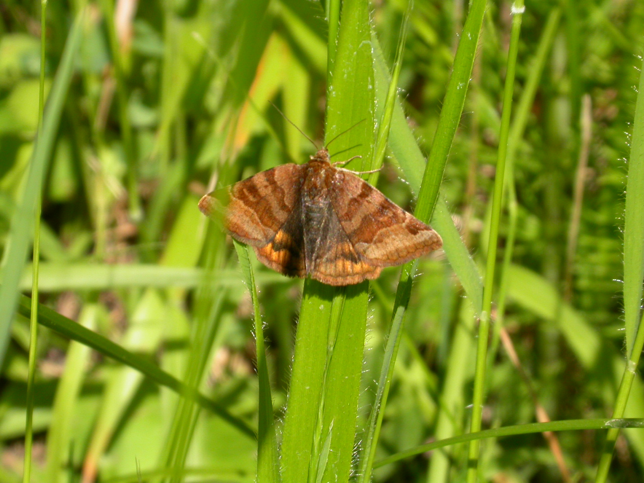 Astar güve - Euclidia glyphica