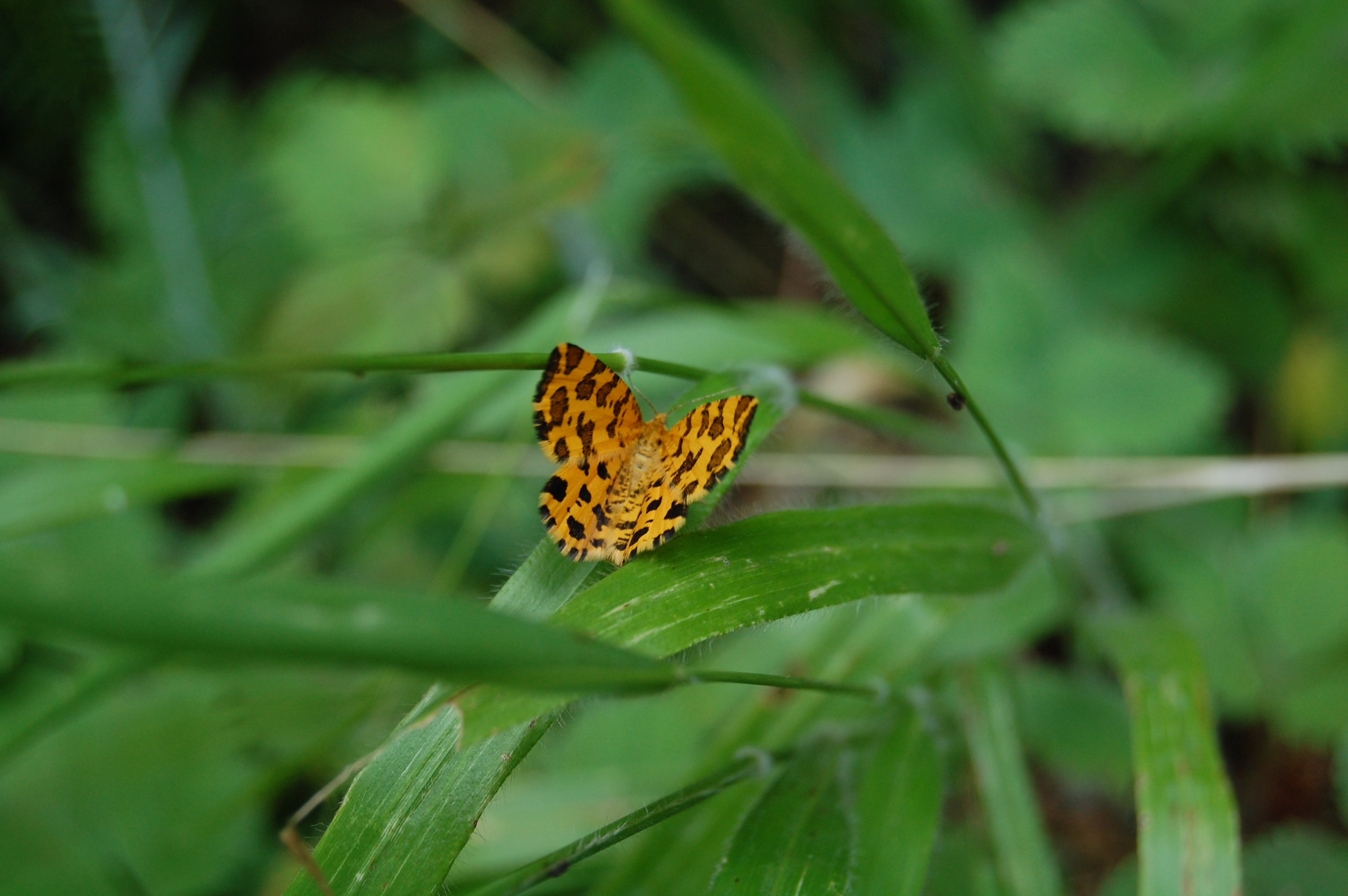 Kaplan güvesi - Pseudopanthera macularia