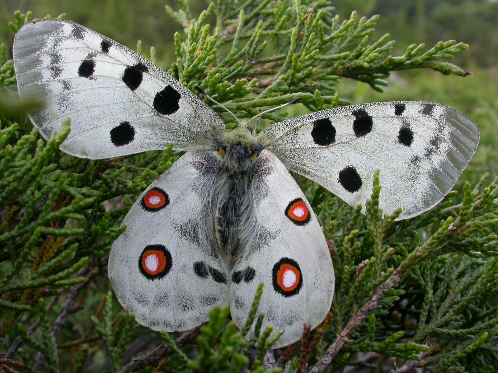 Apollo - Parnassius apollo