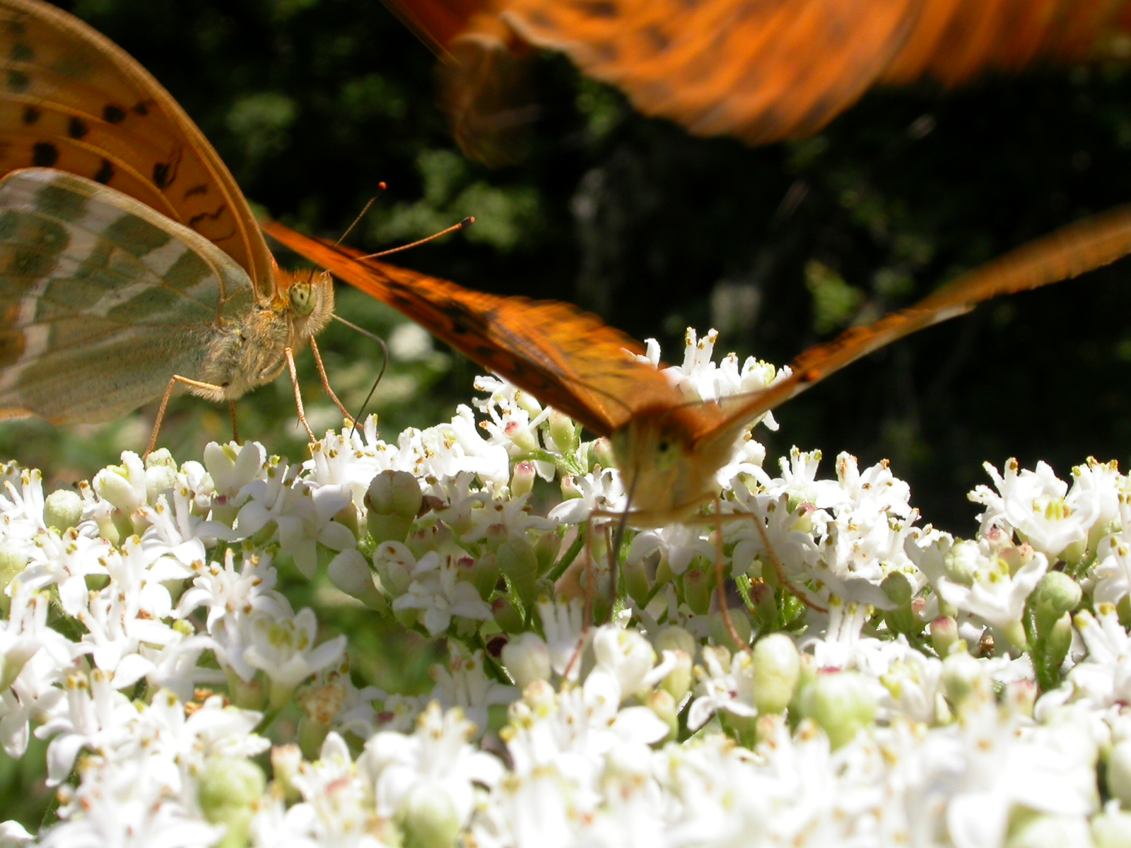 Cengaver - Argynnis paphia