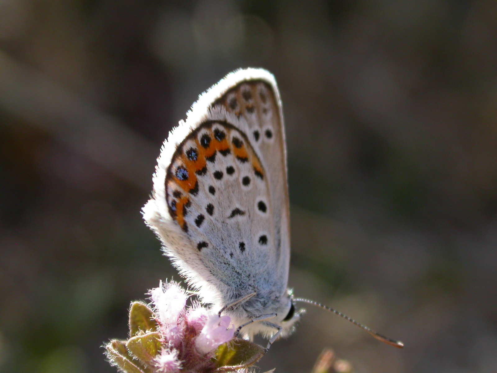 Gümüş Lekeli Esmergöz - Plebejus argus