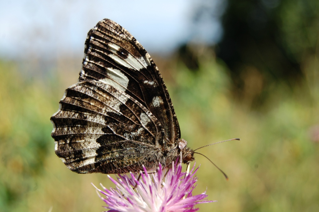 Kara Murat - Brintesia circe