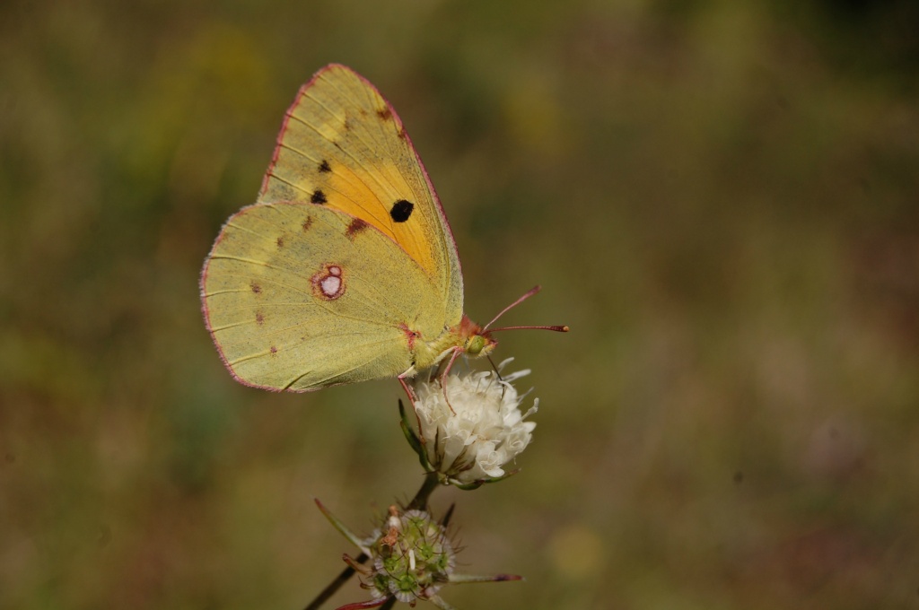Sarı azamet - Colias crocea
