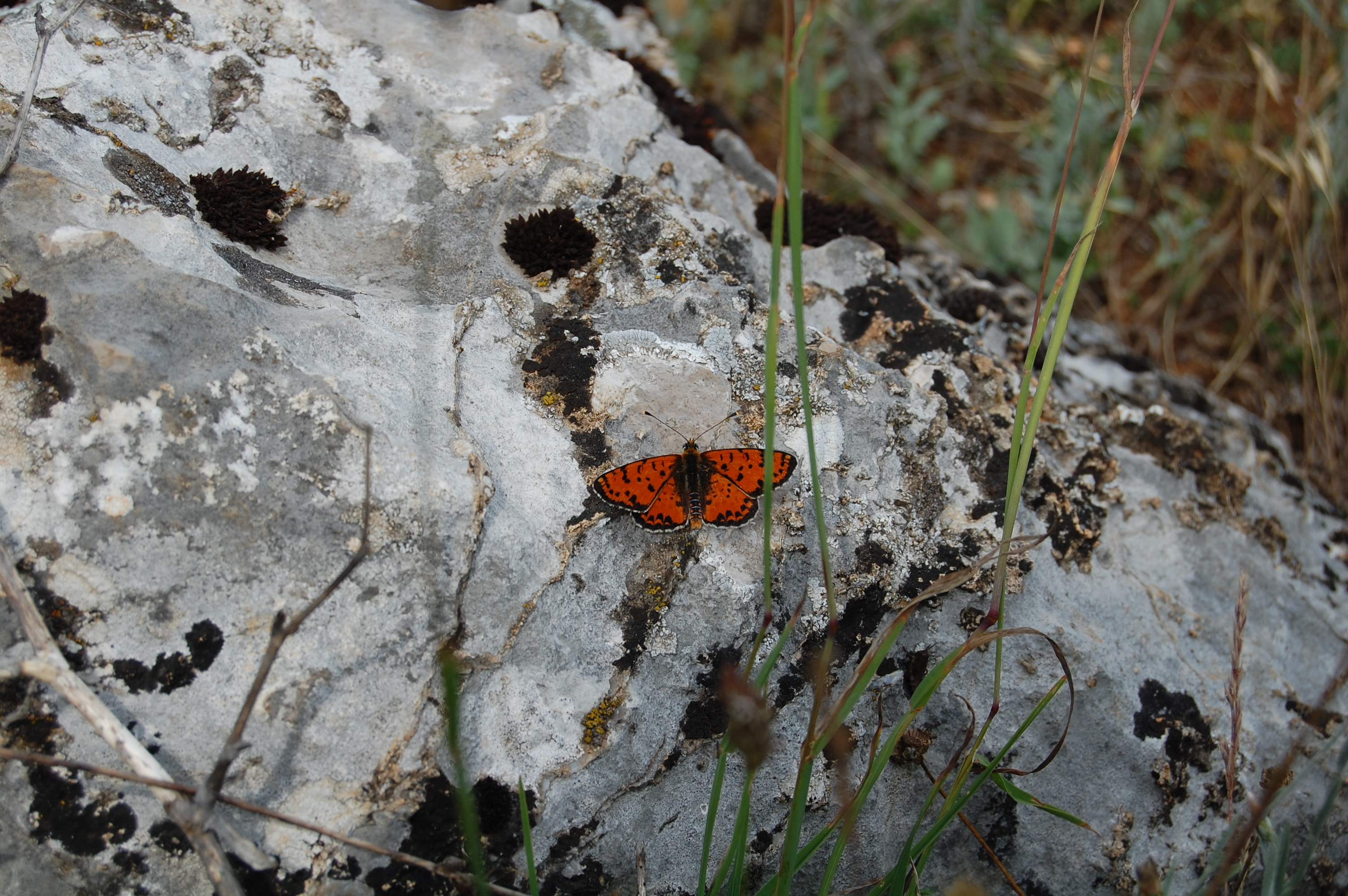 Benekli iparhan - Melitaea didyma