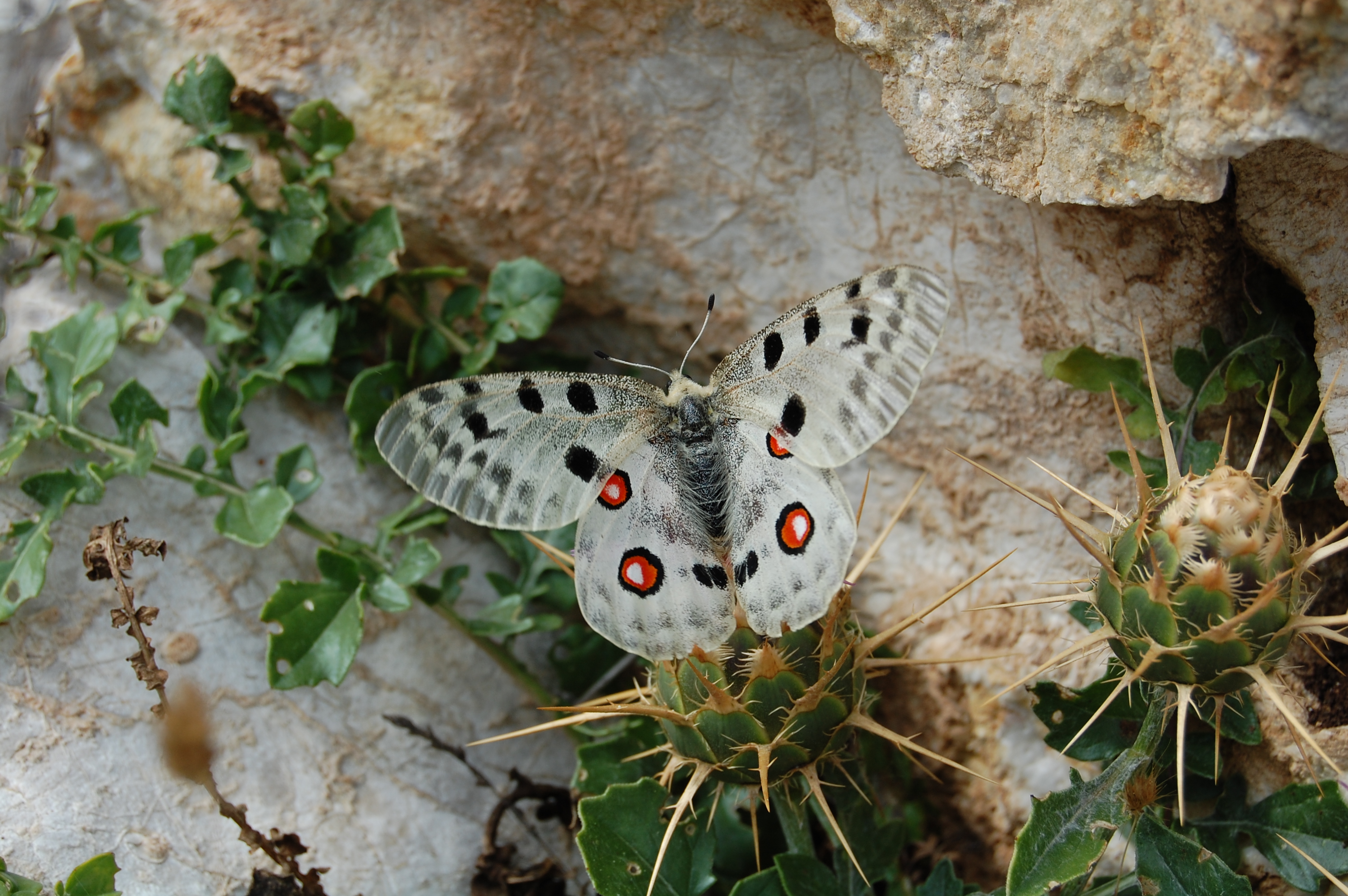 Apollo - Parnassius apollo