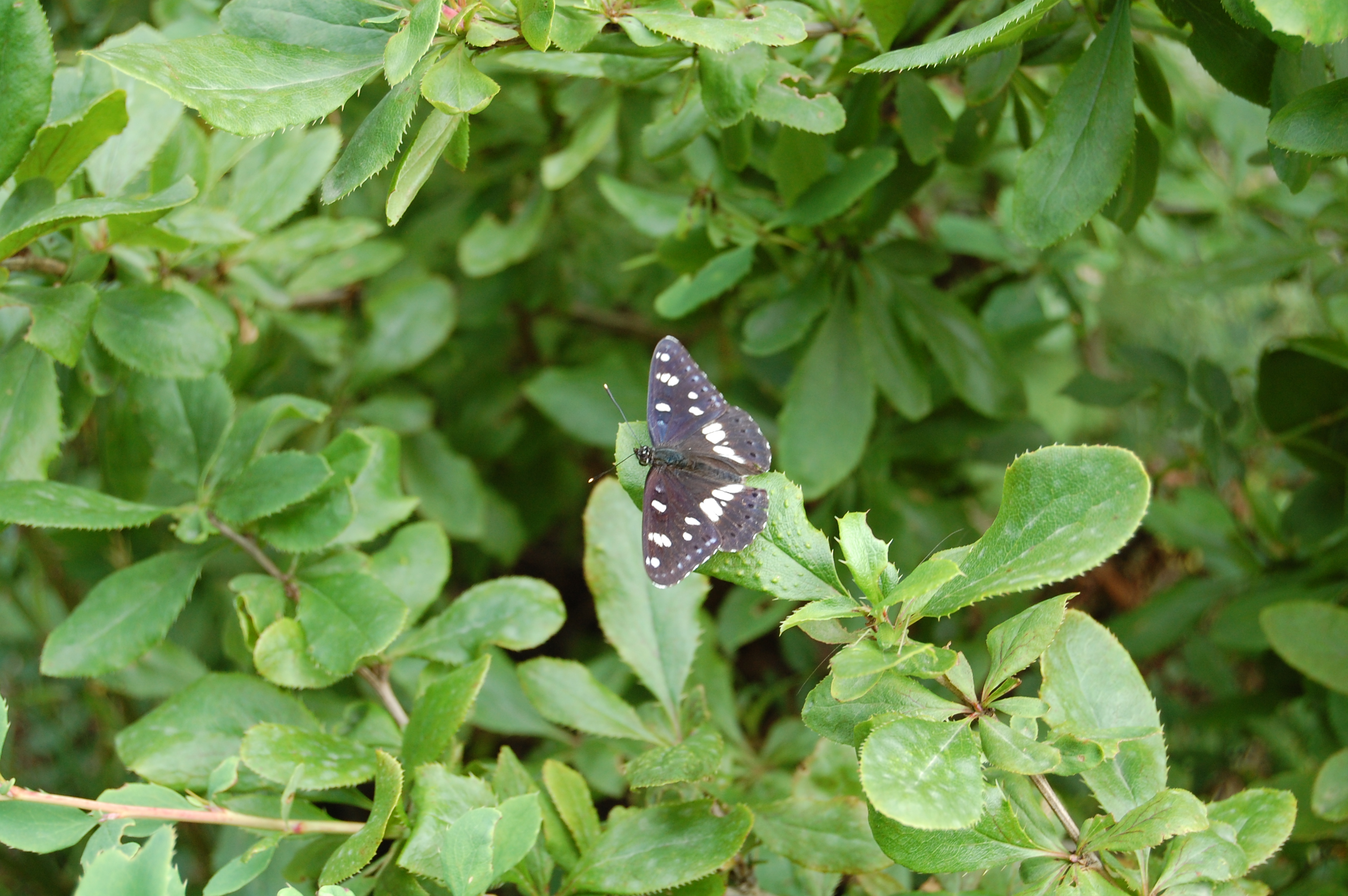 Akdeniz hanımeli kelebeği - Limenitis reducta