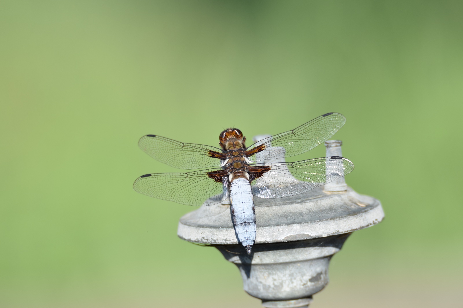 Yusufcuk - Anisoptera