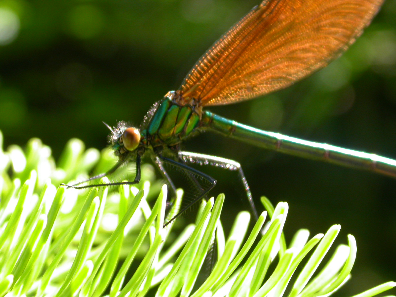 Yusufcuk - Anisoptera