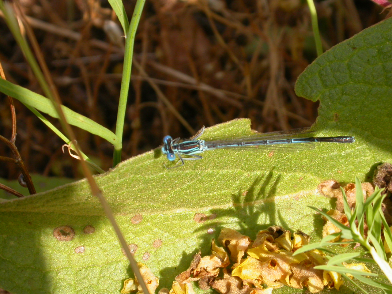 Yusufcuk - Anisoptera