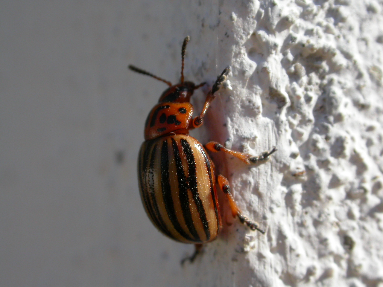 Patates Böceği - Leptinotarsa decemlineata